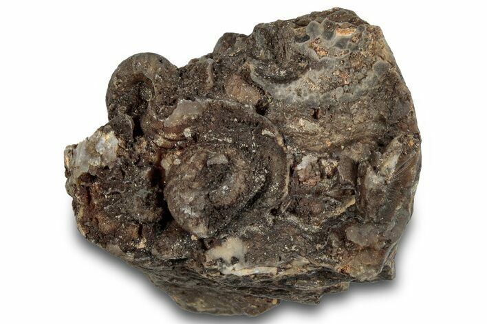Detailed Jurassic Ammonites in Matrix - Morocco #292777